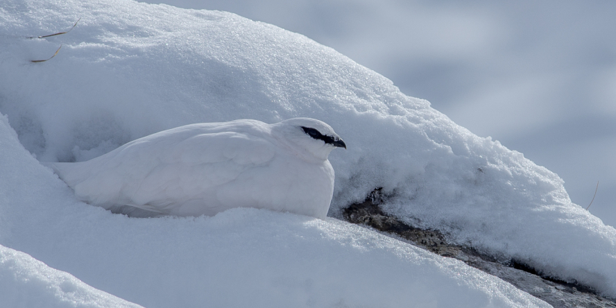 Lagopède alpin camouflé dans la neige